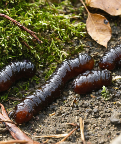 découvrez comment identifier les crottes de fouine et apprenez les méthodes efficaces pour vous en débarrasser et protéger votre habitat.