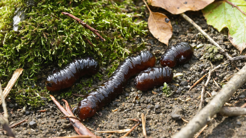découvrez comment identifier les crottes de fouine et apprenez les méthodes efficaces pour vous en débarrasser et protéger votre habitat.
