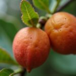 Cider Gum (Eucalyptus gunnii) : Le guide essentiel pour cultiver cet arbre unique dans votre jardin