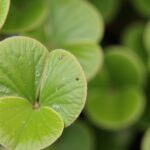 Mon Asso Pilea ne pousse pas : Découvrez les causes et les solutions essentielles