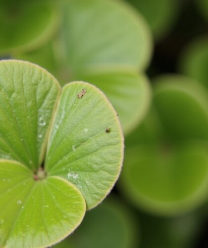 Mon Asso Pilea ne pousse pas : Découvrez les causes et les solutions essentielles