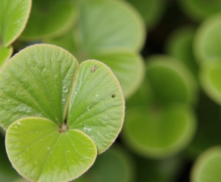 Mon Asso Pilea ne pousse pas : Découvrez les causes et les solutions essentielles