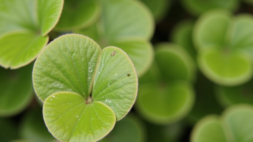 Mon Asso Pilea ne pousse pas : Découvrez les causes et les solutions essentielles